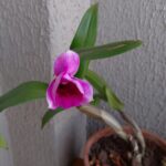 Imagem de destaque da publicação "A Velha Orquídea"