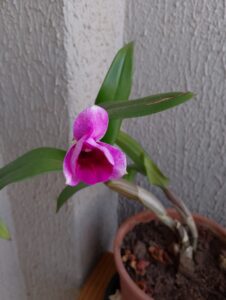Imagem de destaque da publicação "A Velha Orquídea"