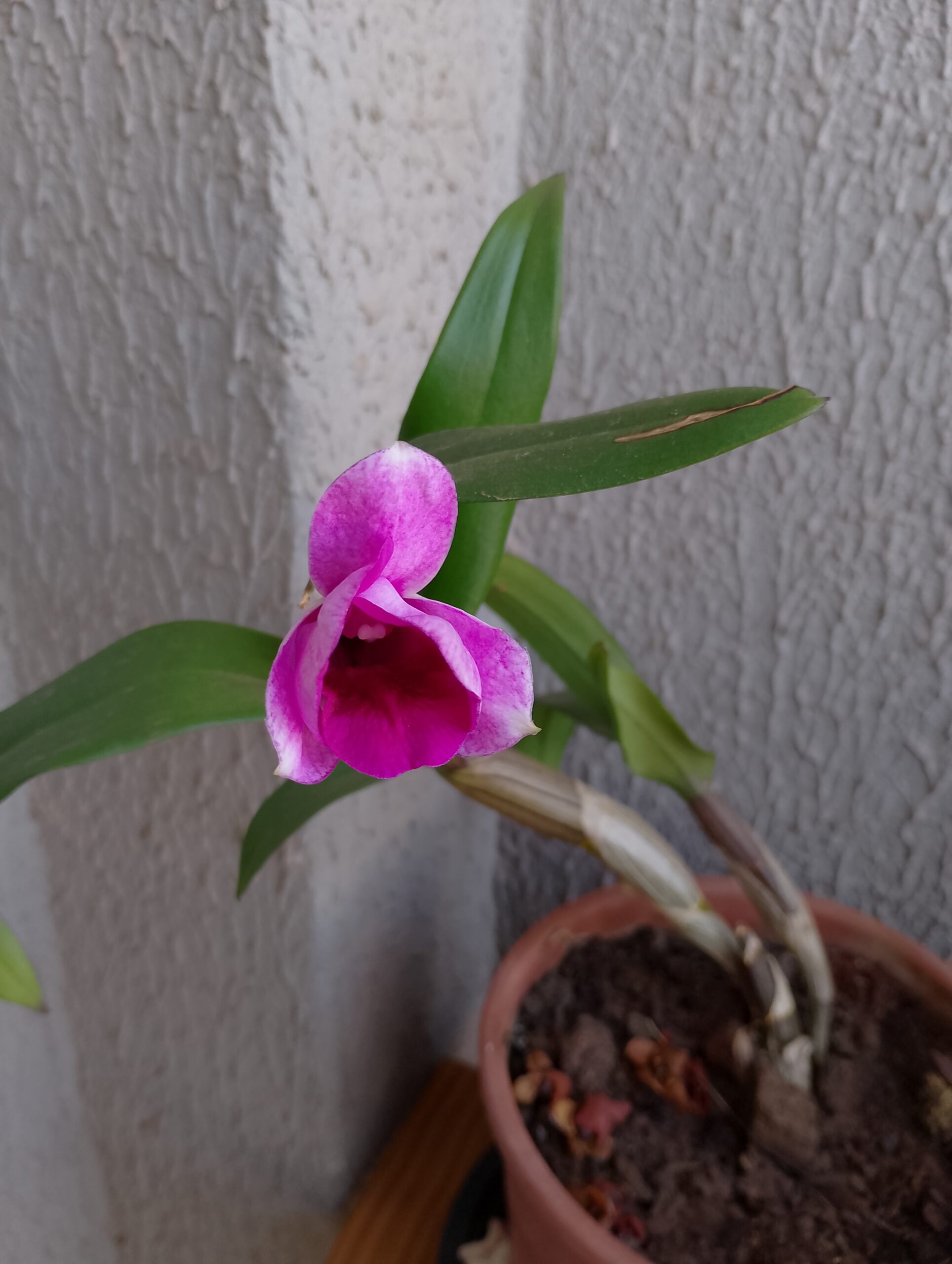 Imagem de destaque da publicação "A Velha Orquídea"
