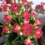 IMG-20261019-WA0023