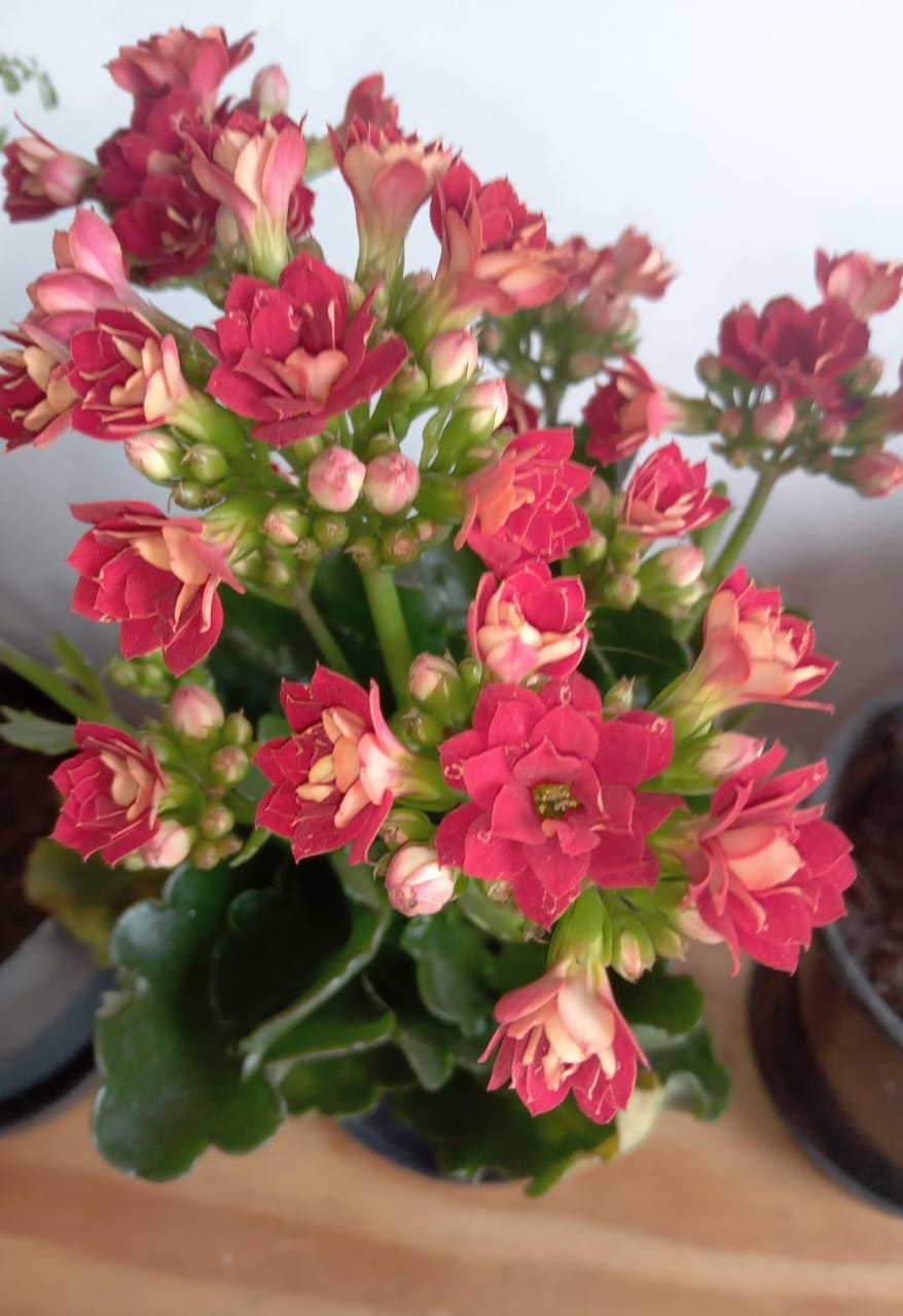 IMG-20261019-WA0023